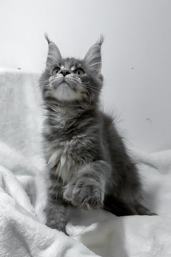 Gigi | Polydactyl Maine Coon Kitten