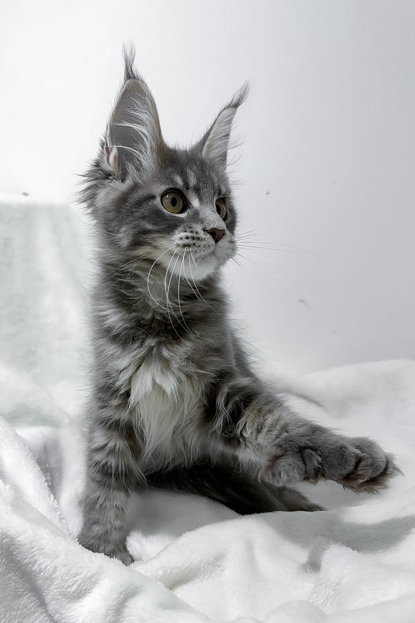 Gigi | Polydactyl Maine Coon Kitten