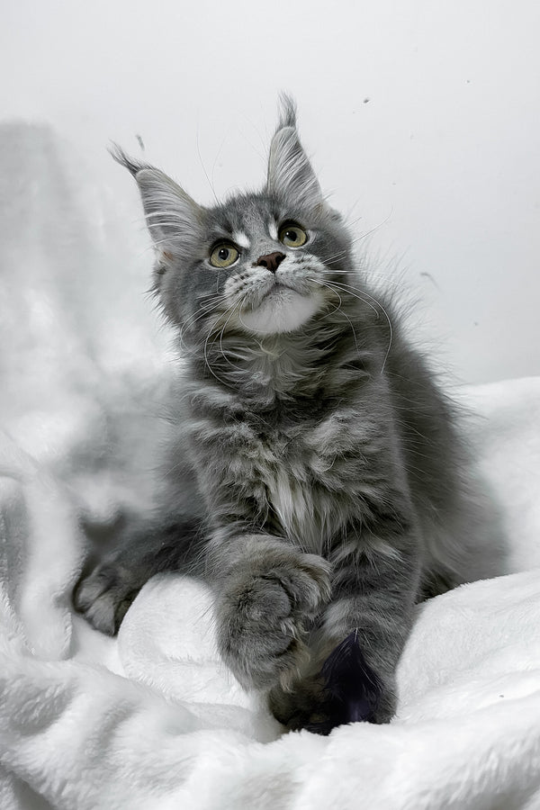 Gigi | Polydactyl Maine Coon Kitten