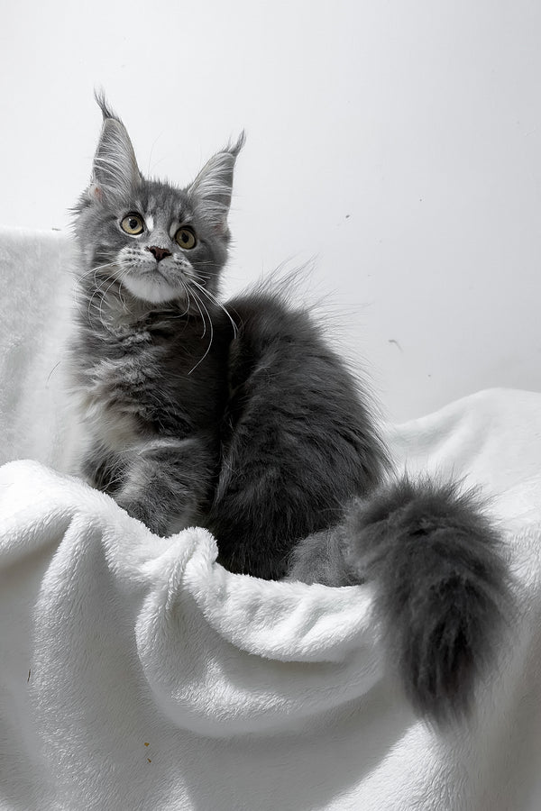 Gigi | Polydactyl Maine Coon Kitten