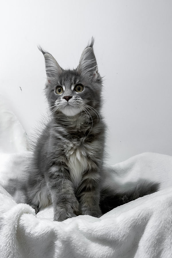 Gigi | Polydactyl Maine Coon Kitten