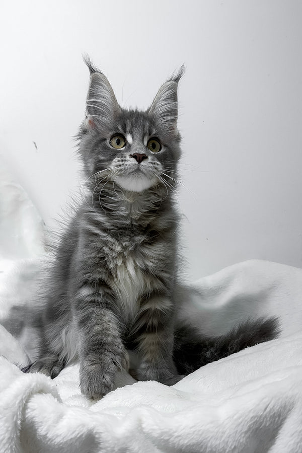 Gigi | Polydactyl Maine Coon Kitten
