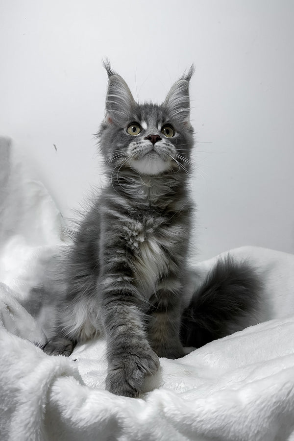 Gigi | Polydactyl Maine Coon Kitten