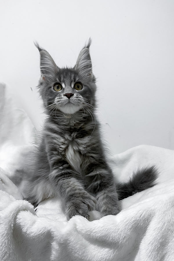 Gigi | Polydactyl Maine Coon Kitten