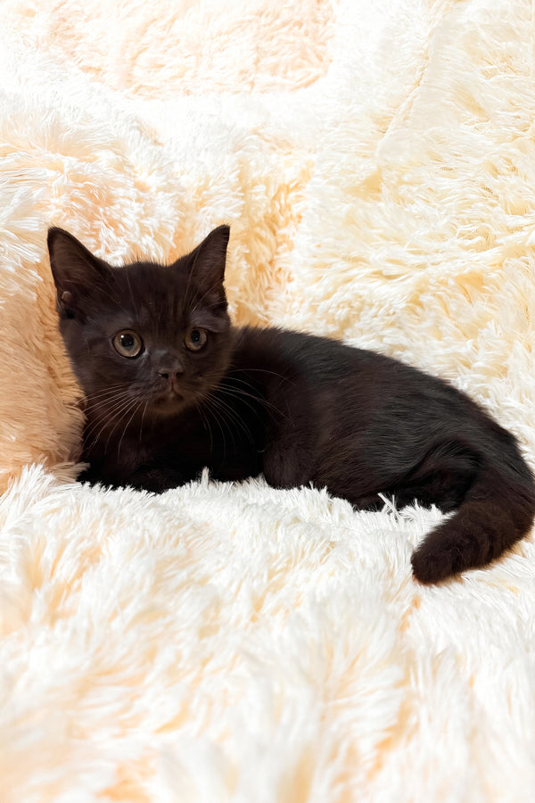 Gim | Scottish Straight Kitten