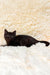 Gim | Scottish Straight Kitten