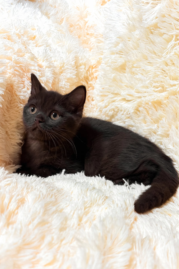 Gim | Scottish Straight Kitten