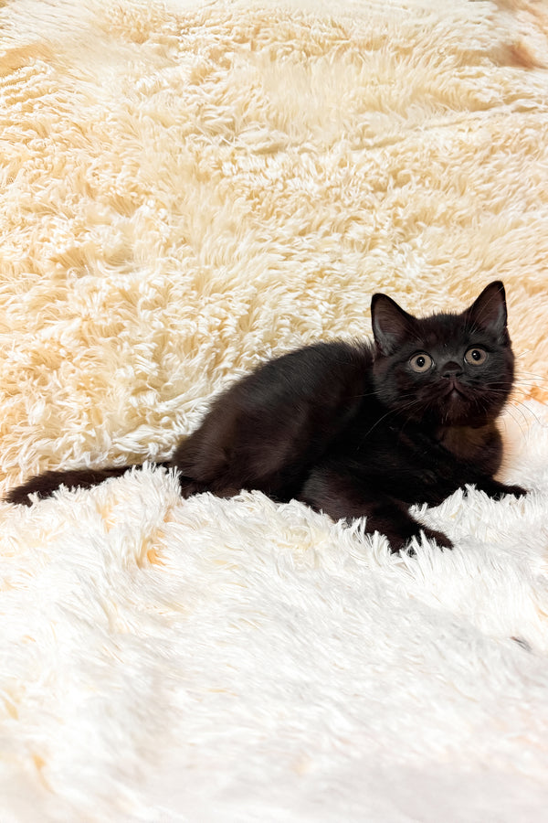 Gim | Scottish Straight Kitten