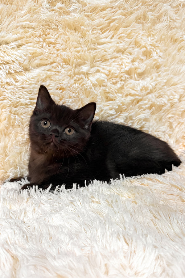 Gim | Scottish Straight Kitten