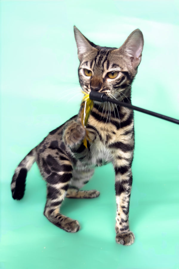 Gina | Bengal Kitten
