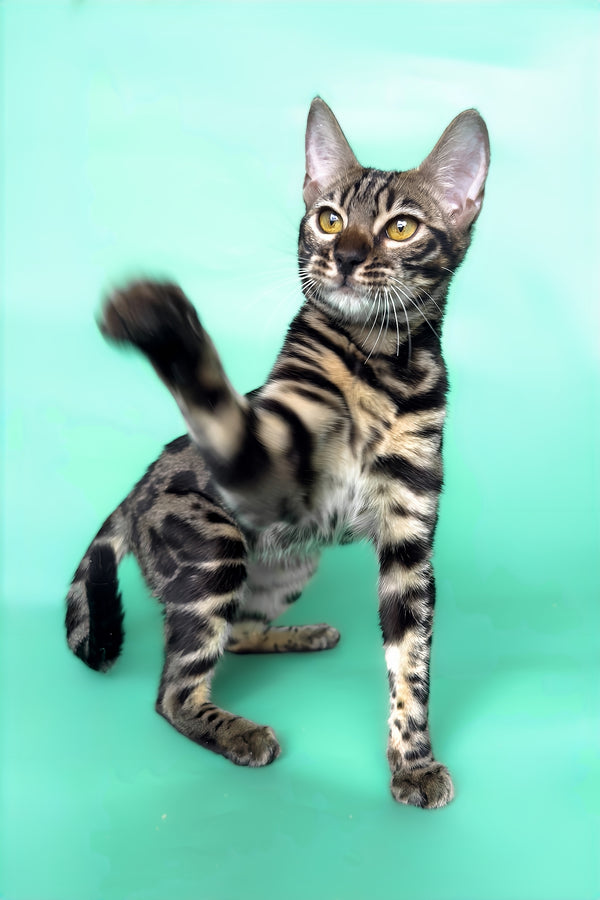 Gina | Bengal Kitten