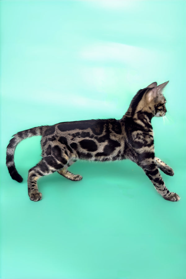 Gina | Bengal Kitten