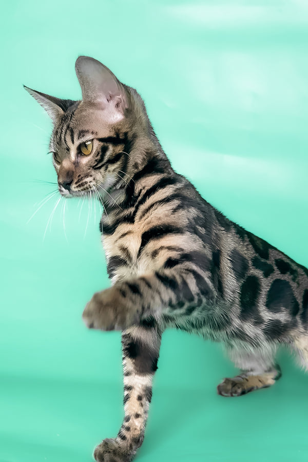 Gina | Bengal Kitten