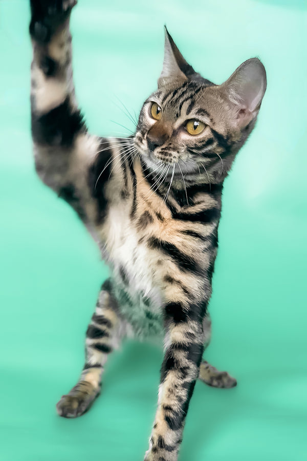 Gina | Bengal Kitten
