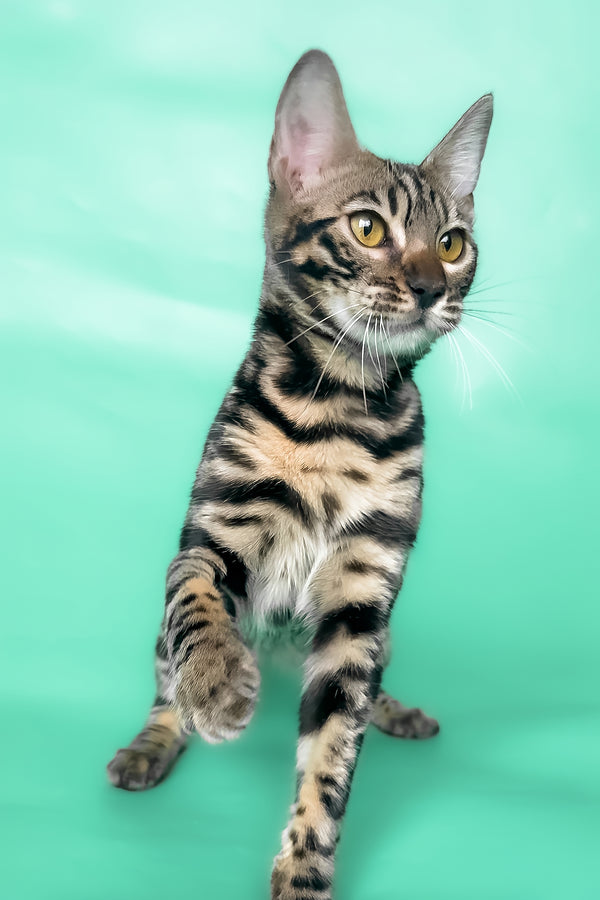 Gina | Bengal Kitten