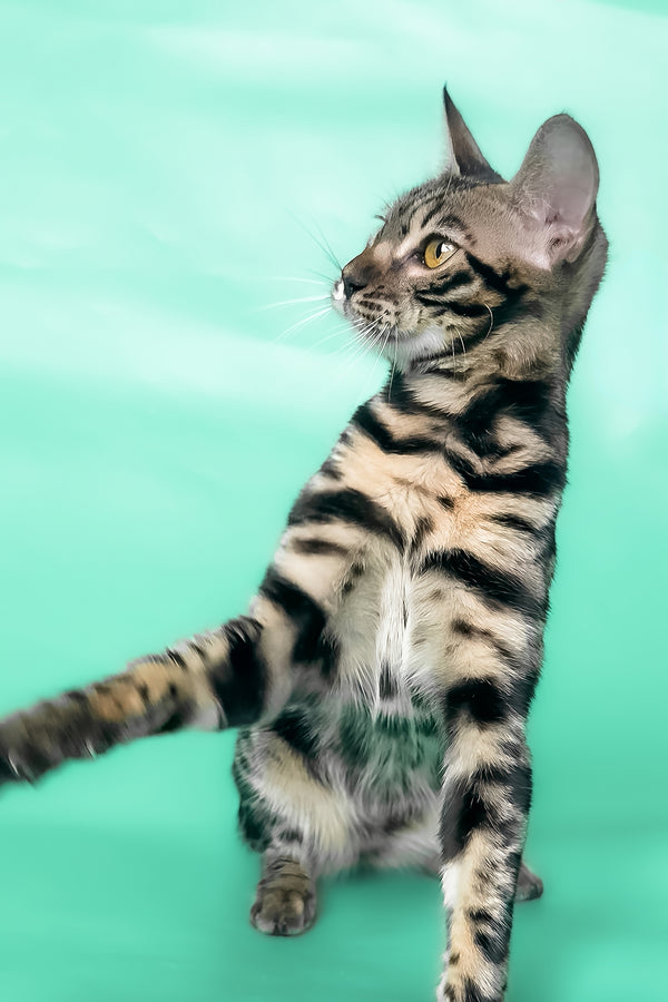 Gina | Bengal Kitten