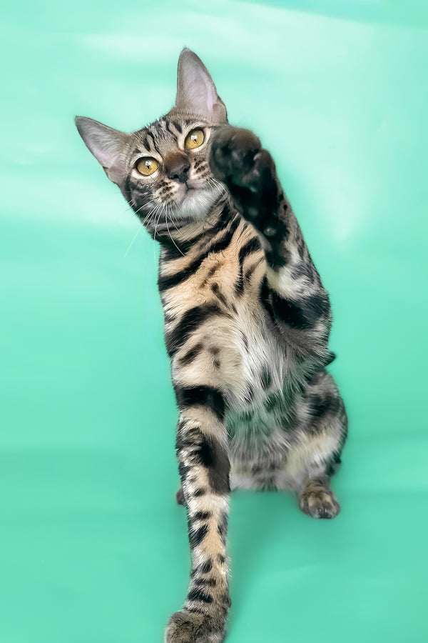 Gina | Bengal Kitten