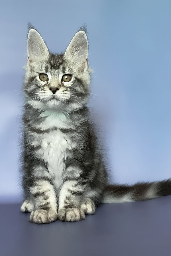 Gio | Maine Coon Kitten