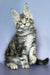 Gio | Maine Coon Kitten
