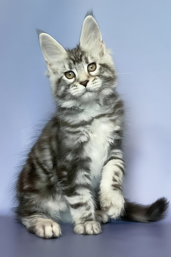Gio | Maine Coon Kitten