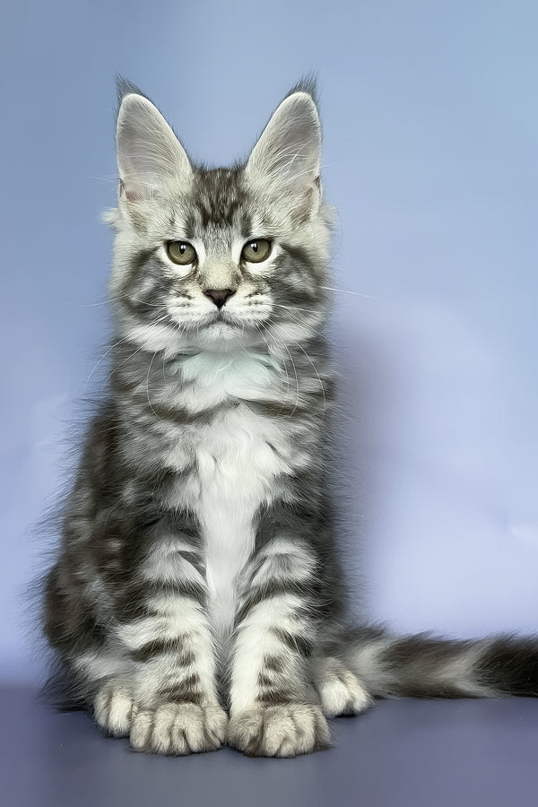 Gio | Maine Coon Kitten