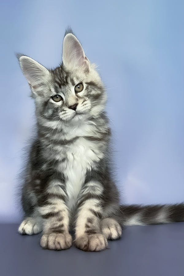 Gio | Maine Coon Kitten