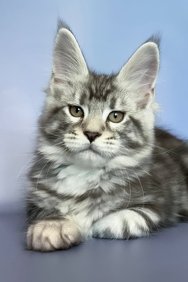 Gio | Maine Coon Kitten