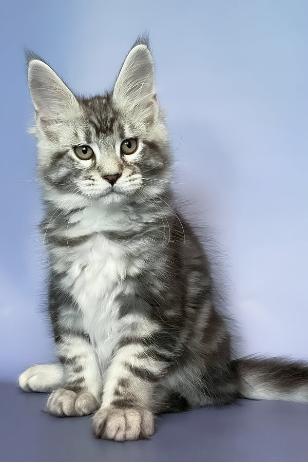 Gio | Maine Coon Kitten