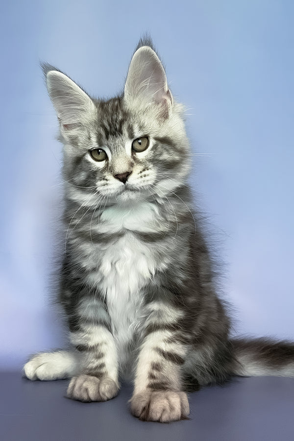 Gio | Maine Coon Kitten