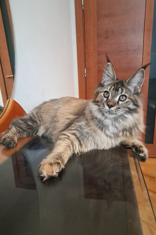 Gladys | Maine Coon Kitten