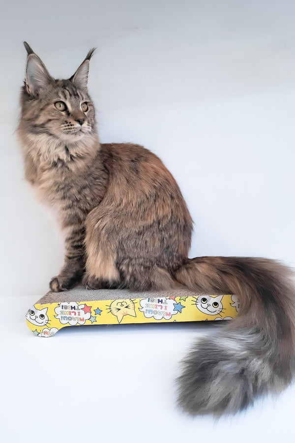 Gladys | Maine Coon Kitten