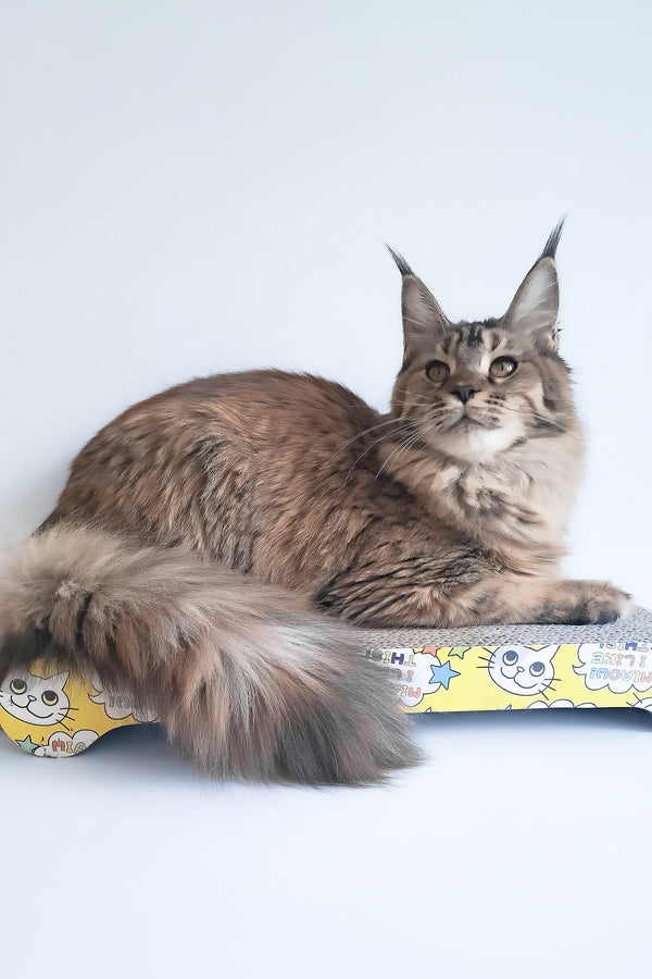 Gladys | Maine Coon Kitten