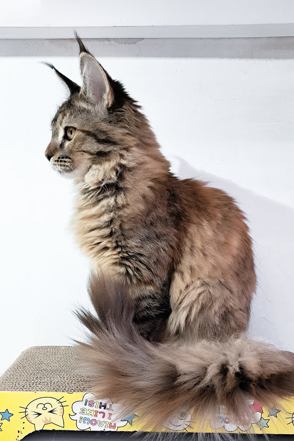 Gladys | Maine Coon Kitten