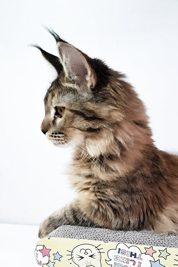 Gladys | Maine Coon Kitten