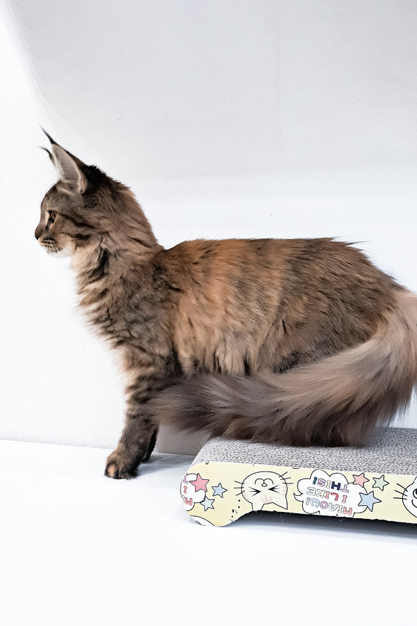 Gladys | Maine Coon Kitten