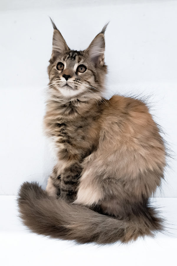 Gladys | Maine Coon Kitten