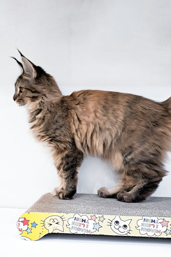 Gladys | Maine Coon Kitten