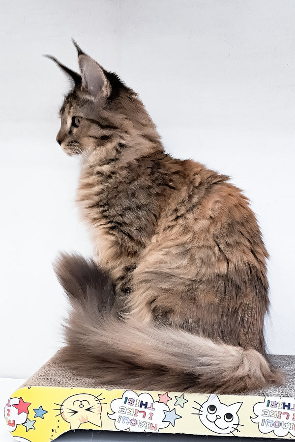 Gladys | Maine Coon Kitten