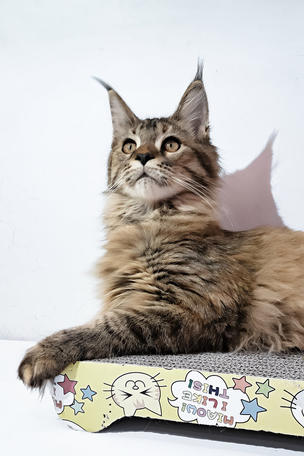 Gladys | Maine Coon Kitten