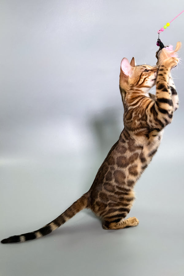 Glory | Bengal Kitten