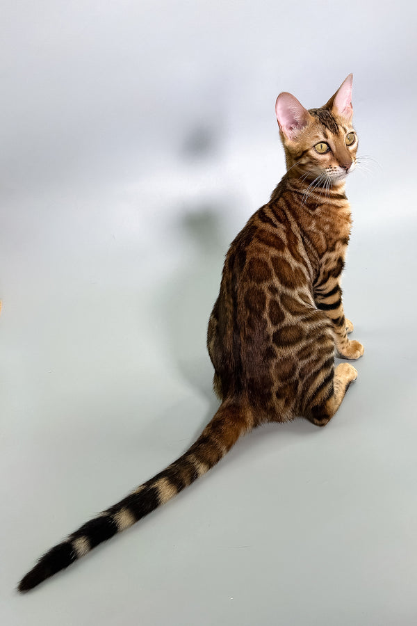 Glory | Bengal Kitten