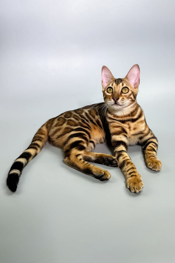 Glory | Bengal Kitten