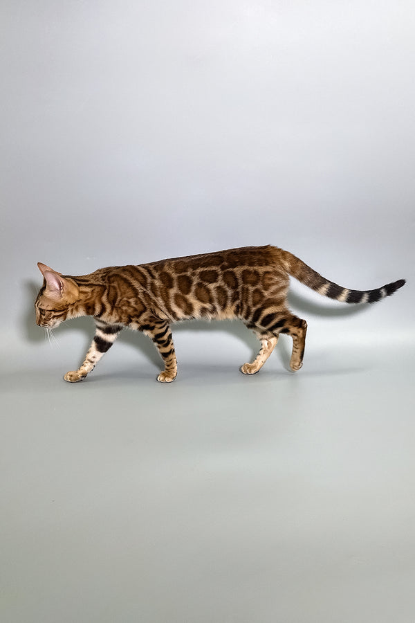 Glory | Bengal Kitten
