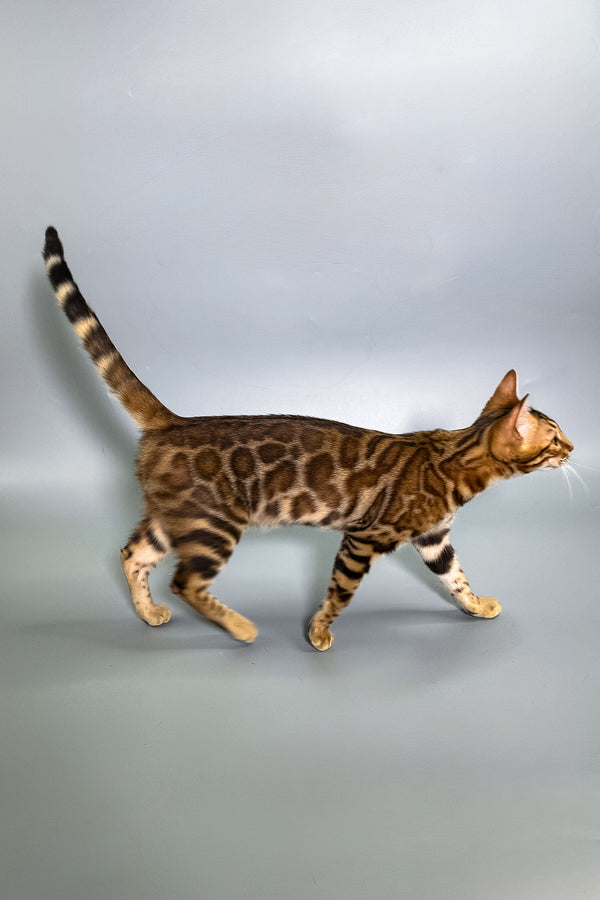 Glory | Bengal Kitten