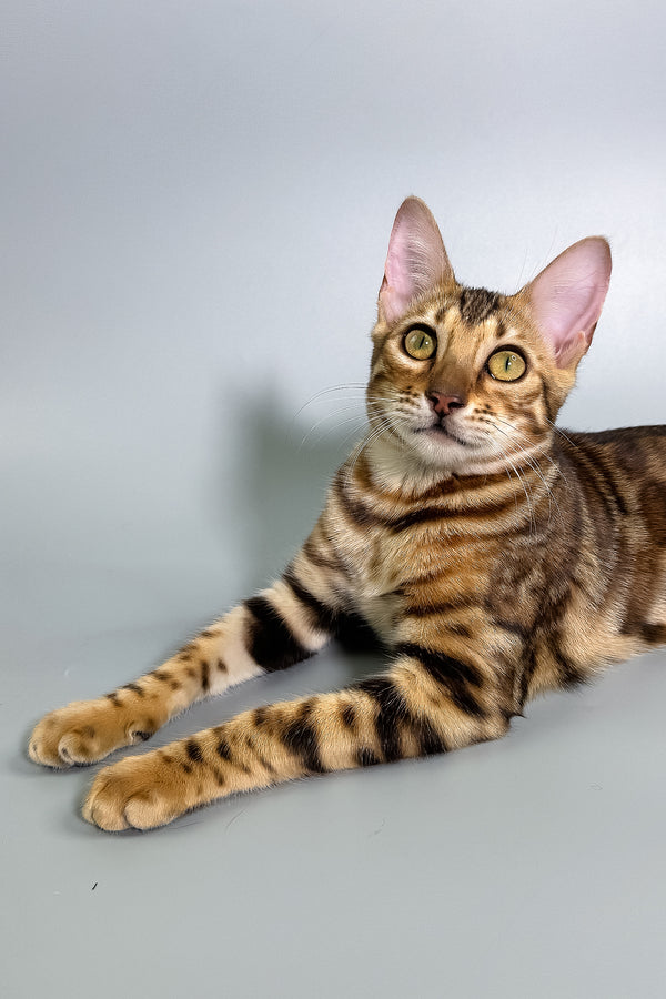 Glory | Bengal Kitten