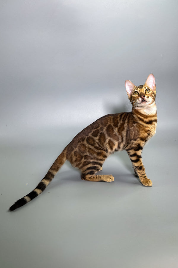 Glory | Bengal Kitten