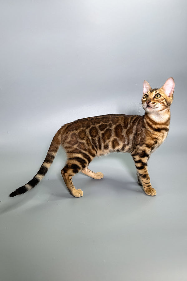 Glory | Bengal Kitten