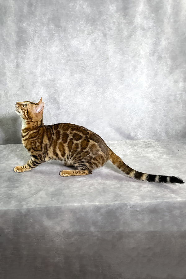 A sleek bengal kitten with a golden-brown sepia spotted tabby coat featuring bold black rosettes and stripes with comprehensive health guarantee
