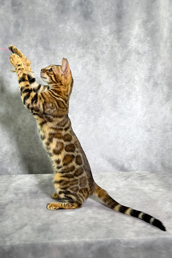 Glory bengal kitten tan sepia spotted tabby standing on hind legs playing with pink string toy with health guarantee