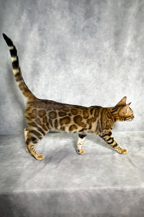 A sleek bengal kitten with sepia spotted tabby coat and long striped tail stands on a gray textured surface with a comprehensive health guarantee